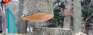 Best Tree Disease Treatment  in Burbank, IL