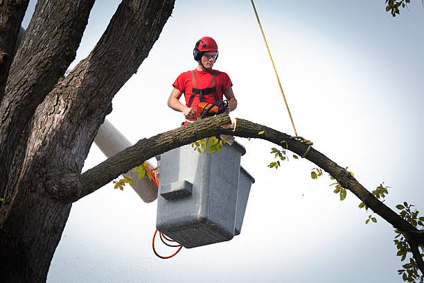 Reliable Burbank, IL Tree Removal Solutions